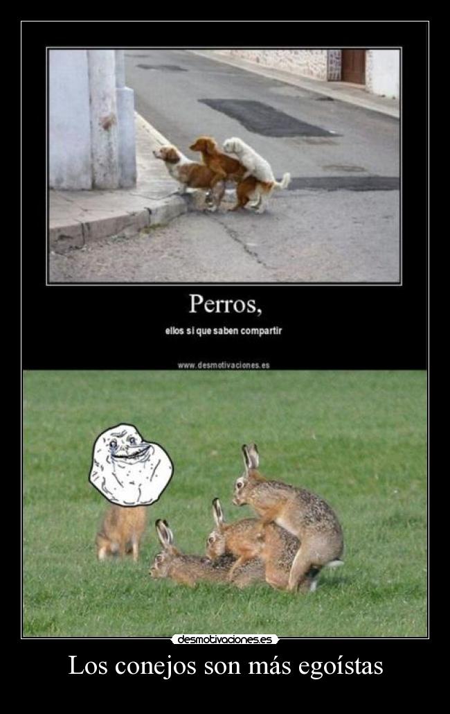 Los conejos son más egoístas - 