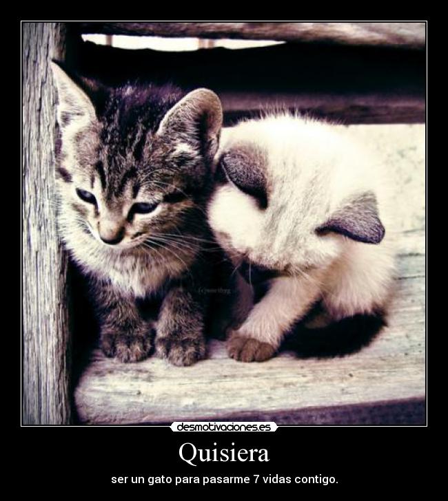 Quisiera - ser un gato para pasarme 7 vidas contigo.