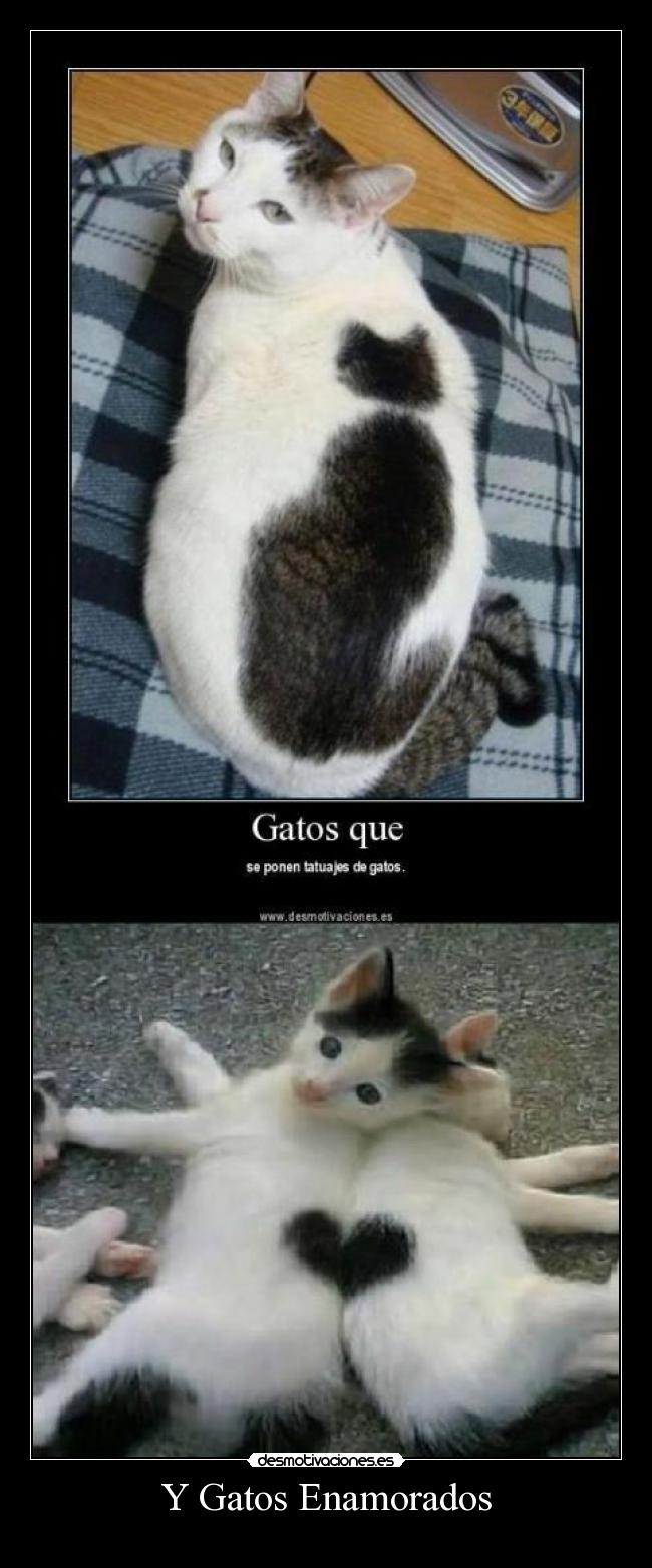 Y Gatos Enamorados - 