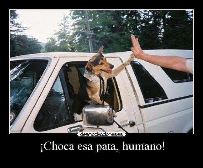 ¡Choca esa pata, humano! - 