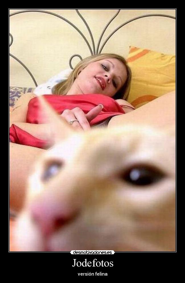 Jodefotos - versión felina