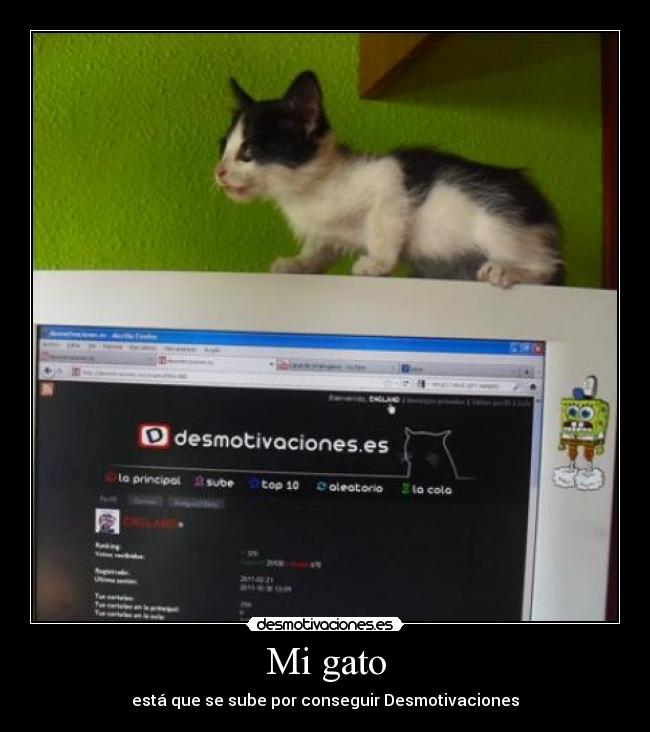 Mi gato -