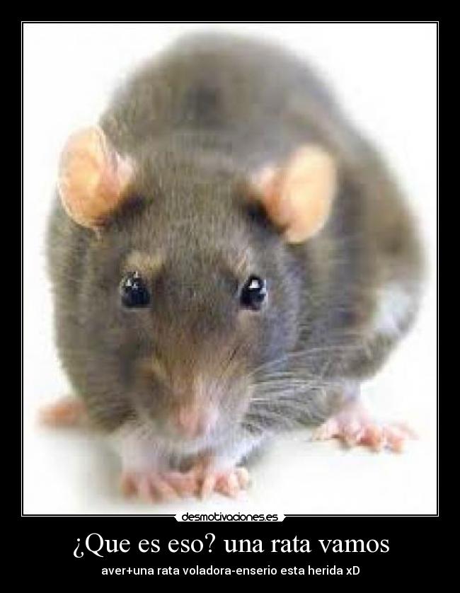 ¿Que es eso? una rata vamos - 