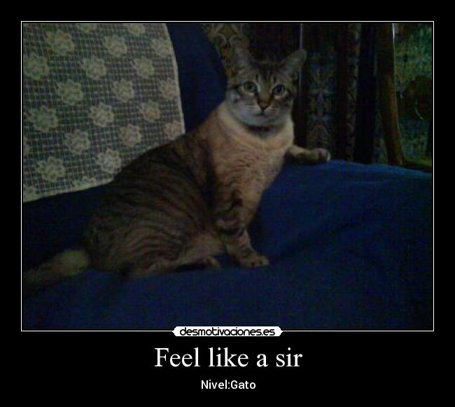 Feel like a sir - Nivel:Gato