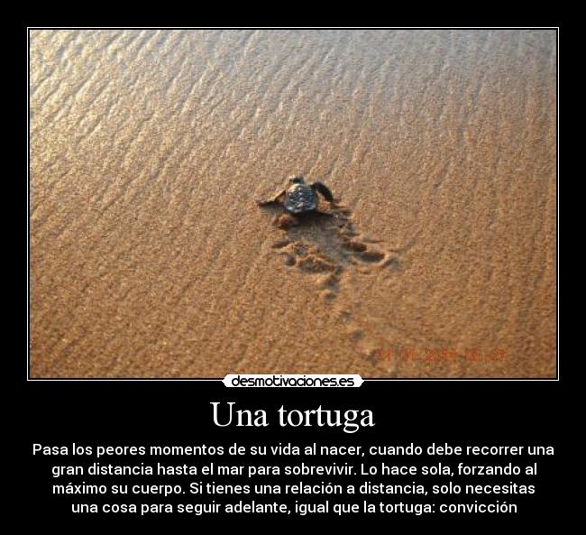 Una tortuga - Pasa los peores momentos de su vida al nacer, cuando debe recorrer una
gran distancia hasta el mar para sobrevivir. Lo hace sola, forzando al
máximo su cuerpo. Si tienes una relación a distancia, solo necesitas
una cosa para seguir adelante, igual que la tortuga: convicción
