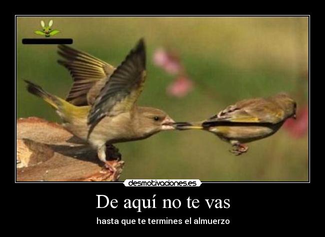 carteles pajaros desmotivaciones