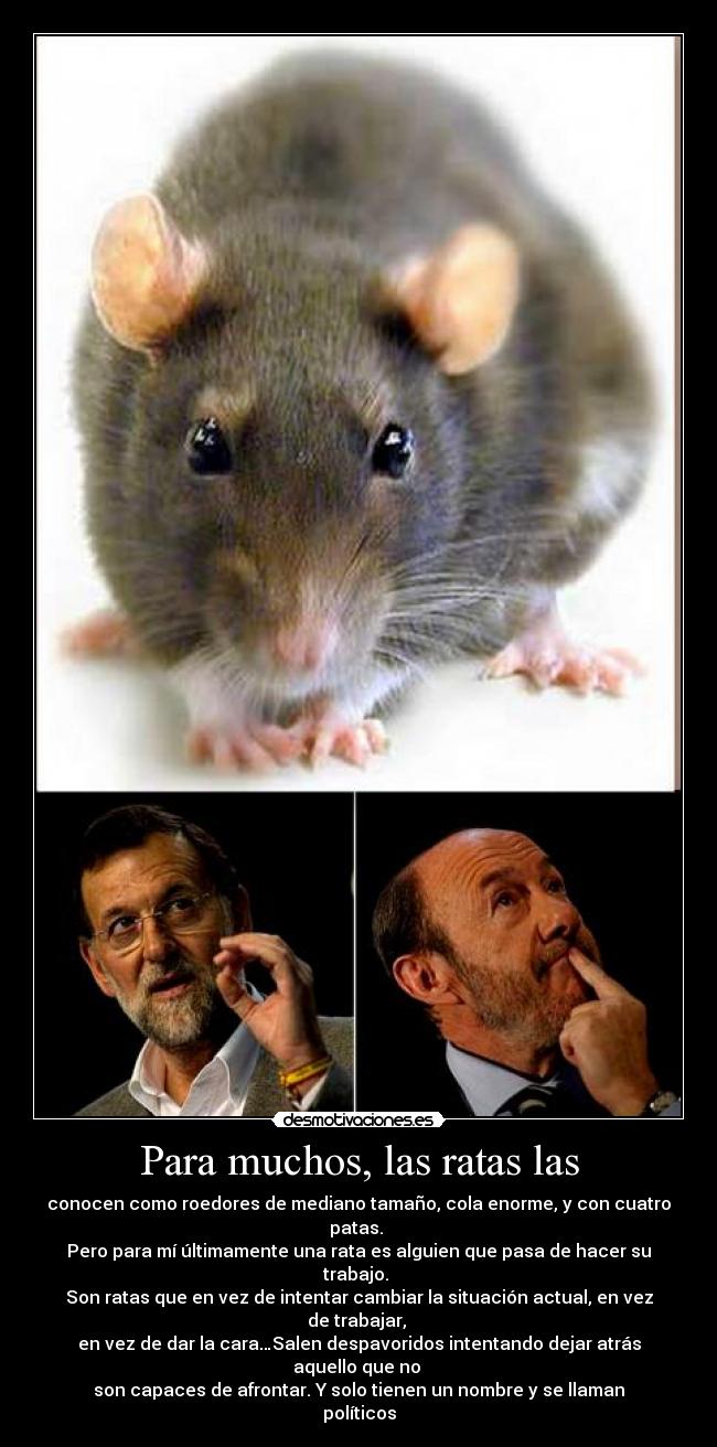 Para muchos, las ratas las -