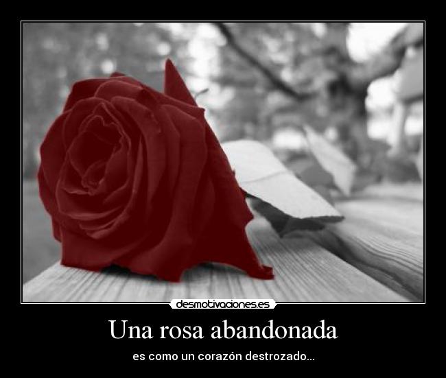 Una rosa abandonada - es como un corazón destrozado...