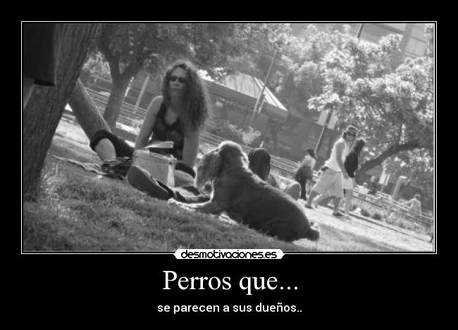 carteles perros parecidos desmotivaciones