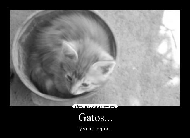 Gatos... - 
