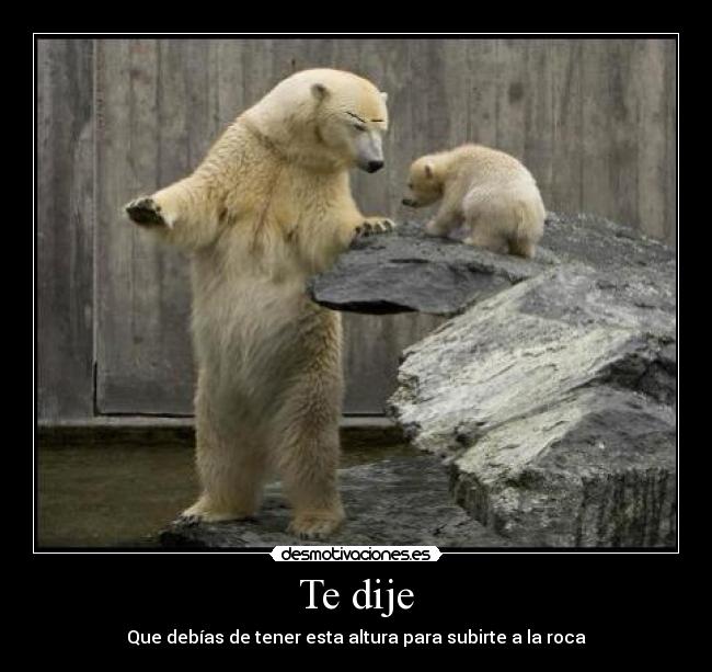 carteles oso gracioso desmotivaciones