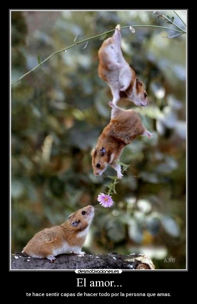 El amor... - te hace sentir capas de hacer todo por la persona que amas.