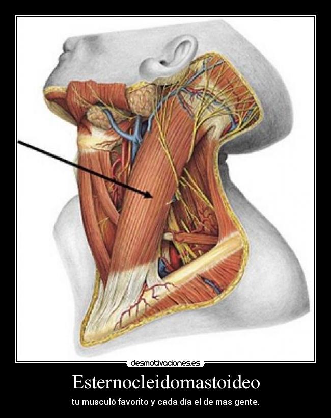 Esternocleidomastoideo - tu musculó favorito y cada día el de mas gente.