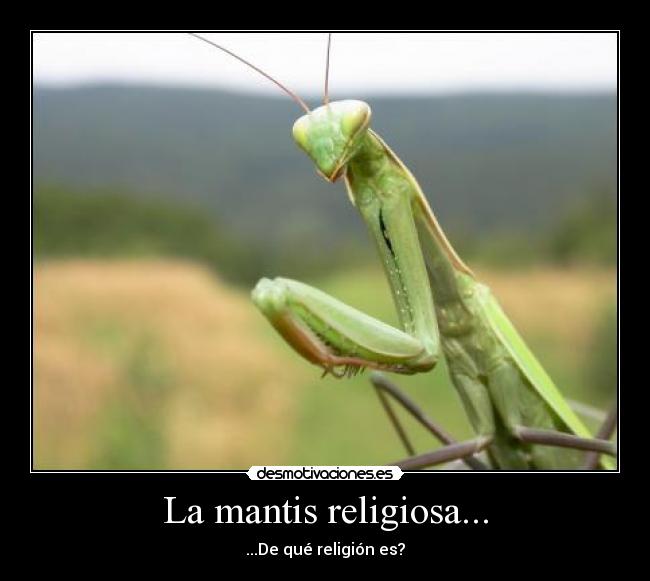 La mantis religiosa... - ...De qué religión es?
