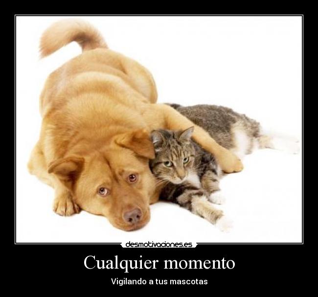 Cualquier momento - Vigilando a tus mascotas