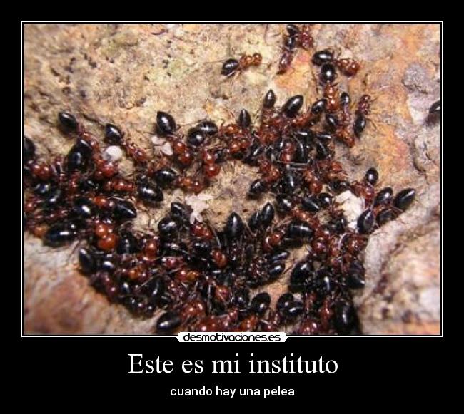Este es mi instituto -