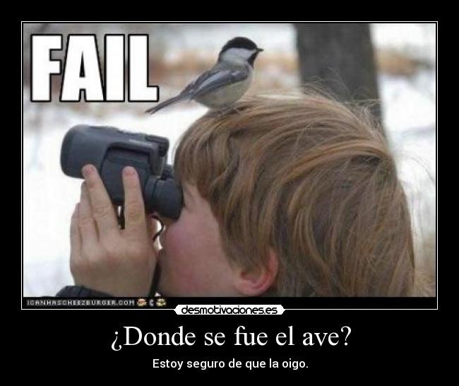 ¿Donde se fue el ave? - Estoy seguro de que la oigo.