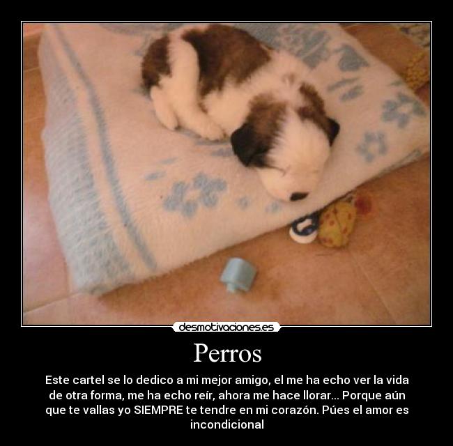 Perros - Este cartel se lo dedico a mi mejor amigo, el me ha echo ver la vida
de otra forma, me ha echo reír, ahora me hace llorar... Porque aún
que te vallas yo SIEMPRE te tendre en mi corazón. Púes el amor es
incondicional