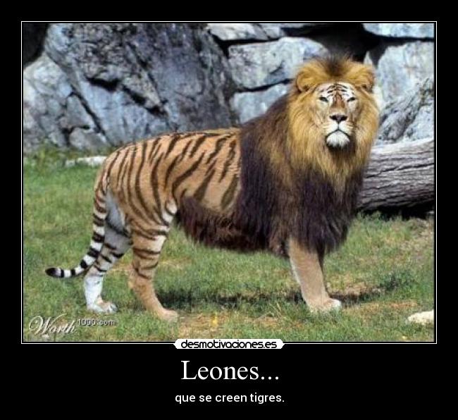 Leones... - que se creen tigres.