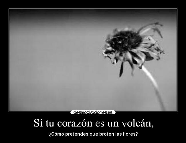 Si tu corazón es un volcán, - ¿Cómo pretendes que broten las flores?