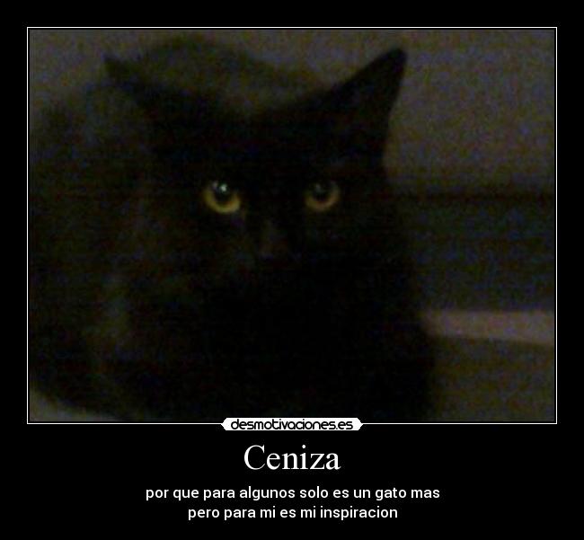 Ceniza - por que para algunos solo es un gato mas
pero para mi es mi inspiracion