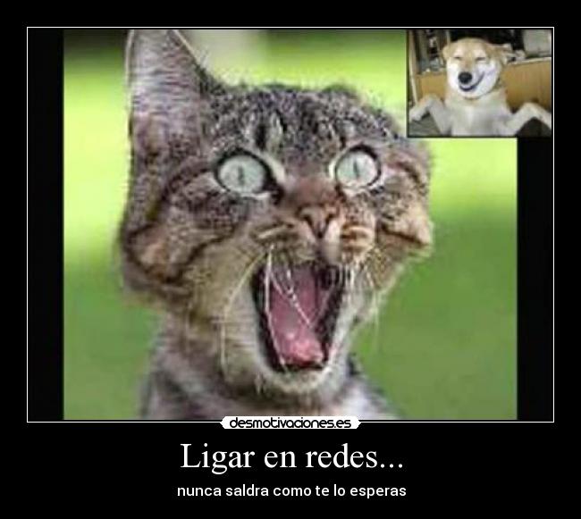 Ligar en redes... - 