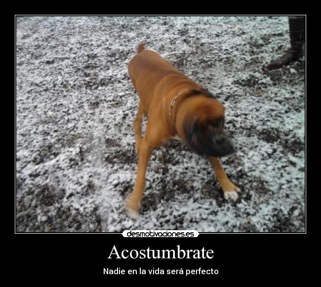 carteles perfectou desmotivaciones