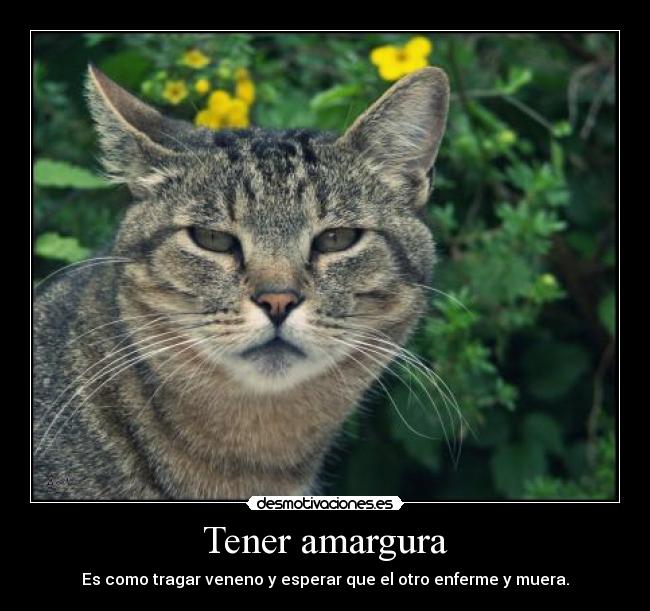 carteles tener amargura desmotivaciones april desmotivaciones