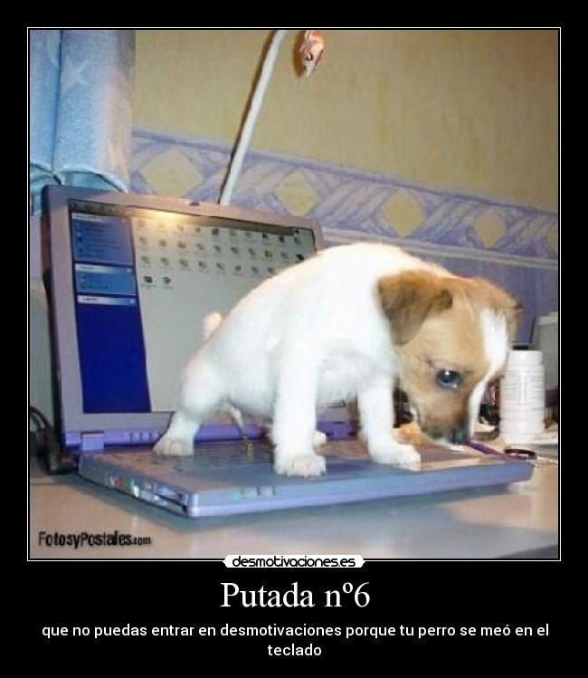 Putada nº6 - que no puedas entrar en desmotivaciones porque tu perro se meó en el teclado