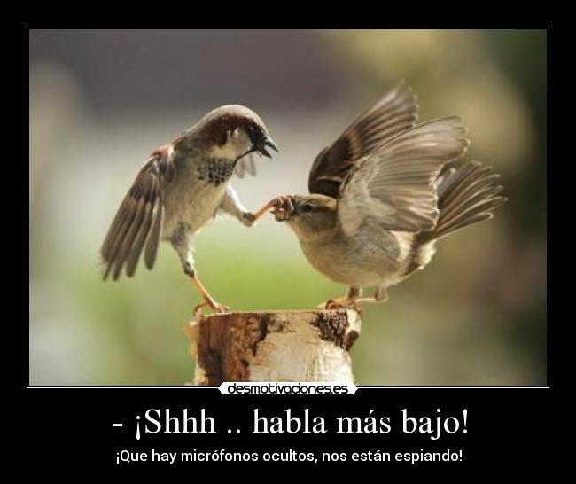 - ¡Shhh .. habla más bajo! - ¡Que hay micrófonos ocultos, nos están espiando!
