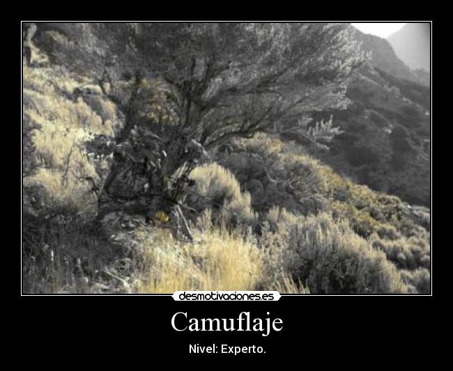 Camuflaje - Nivel: Experto.