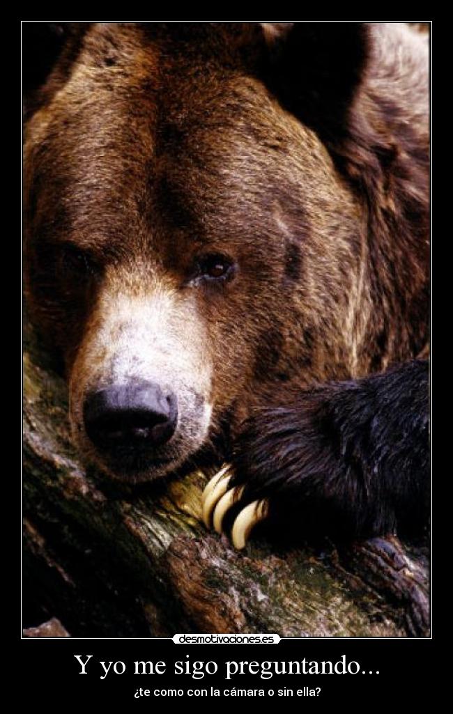 carteles oso comer preguntar camara mathers desmotivaciones