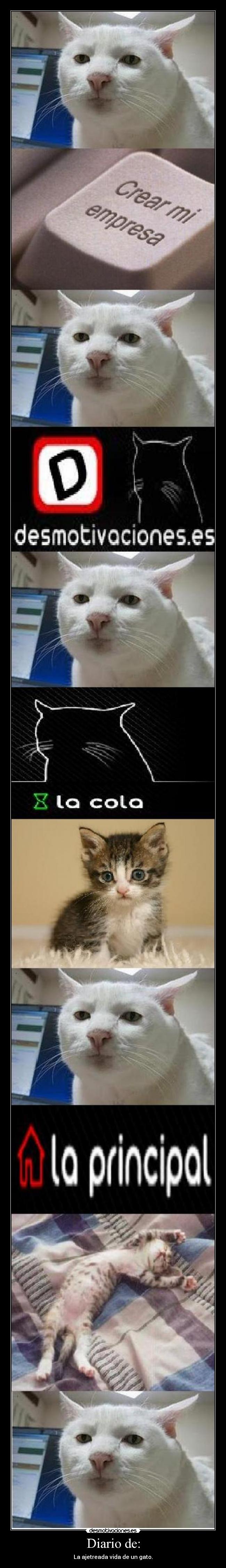 Diario de: - La ajetreada vida de un gato.