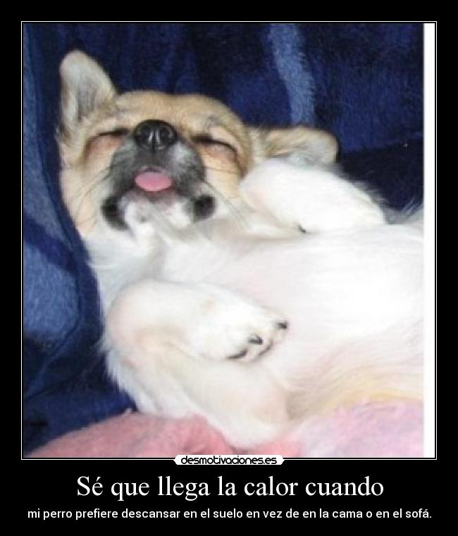 Sé que llega la calor cuando - mi perro prefiere descansar en el suelo en vez de en la cama o en el sofá.