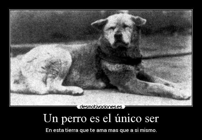 Un perro es el único ser - 