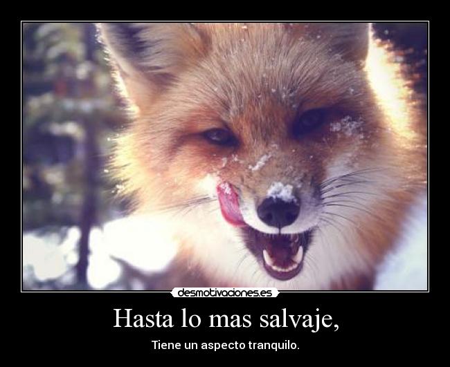 Hasta lo mas salvaje, - Tiene un aspecto tranquilo.