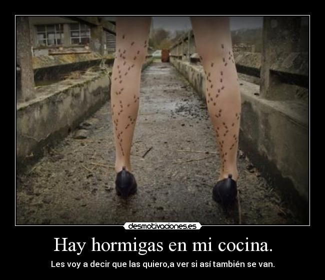 Hay hormigas en mi cocina. -