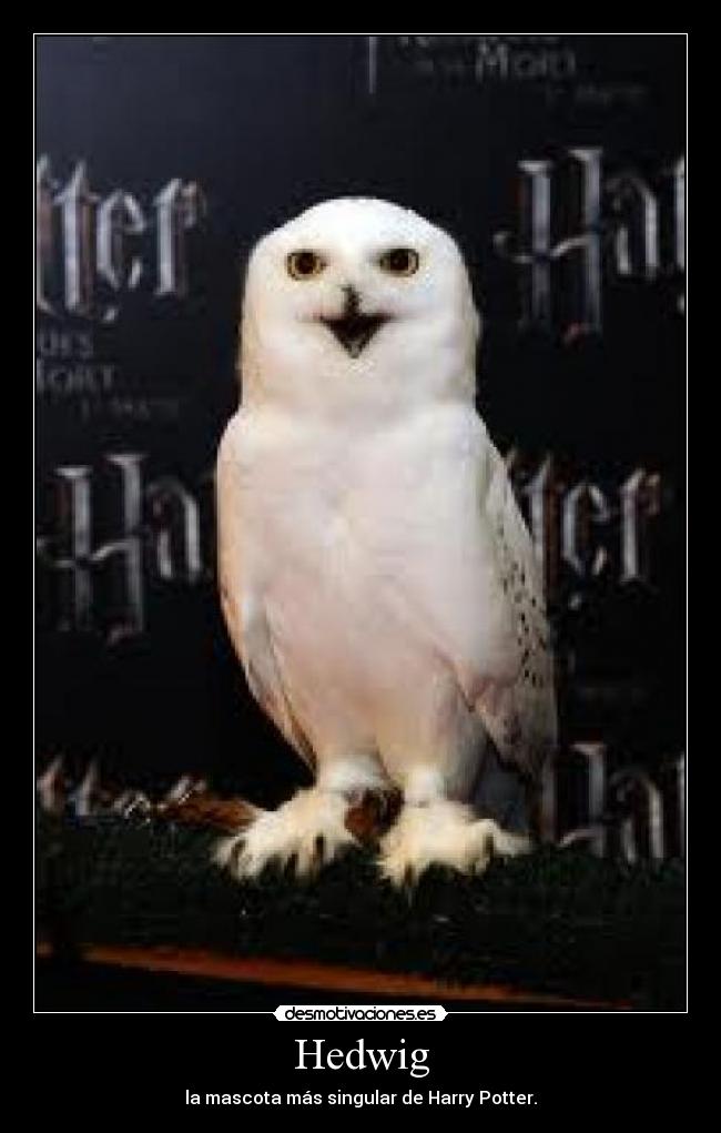 Hedwig - la mascota más singular de Harry Potter.