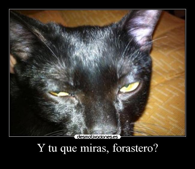 carteles gato forastero walt jose draven lol desmotivaciones