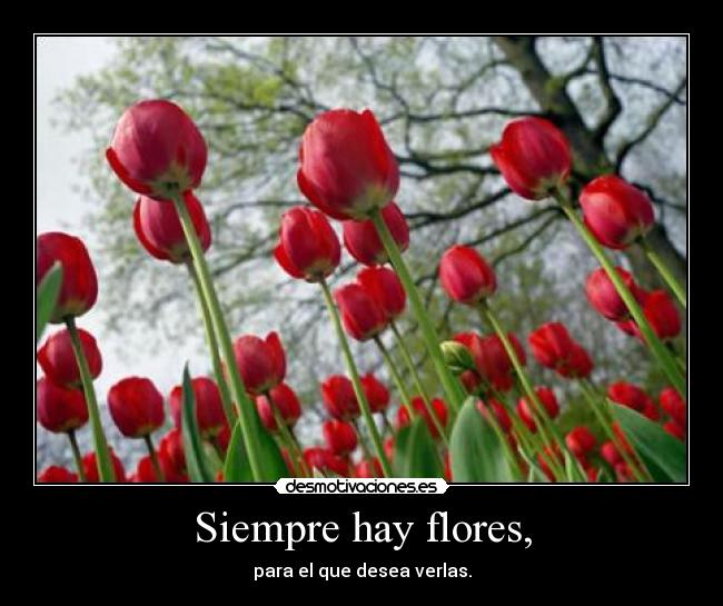 Siempre hay flores, - para el que desea verlas.