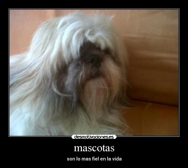 mascotas - 