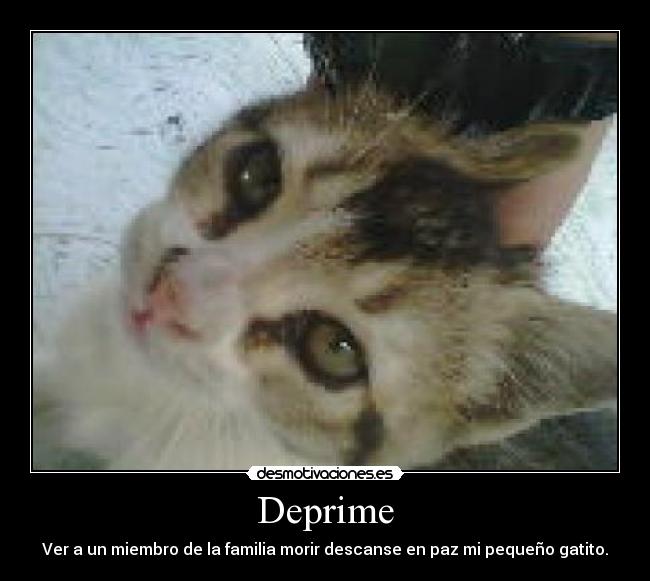 Deprime - Ver a un miembro de la familia morir descanse en paz mi pequeño gatito.