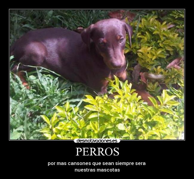 PERROS -