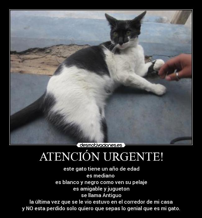 ATENCIÓN URGENTE! - este gato tiene un año de edad
es mediano 
es blanco y negro como ven su pelaje
es amigable y jugueton
se llama Antiguo
la última vez que se le vio estuvo en el corredor de mi casa
y NO esta perdido solo quiero que sepas lo genial que es mi gato.