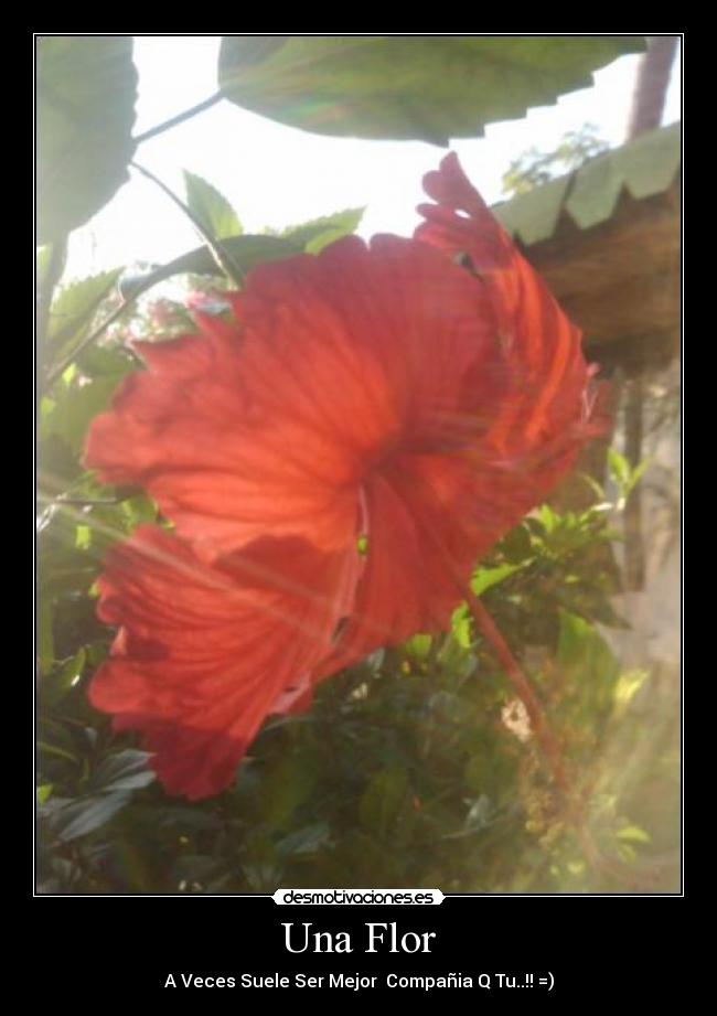 Una Flor - A Veces Suele Ser Mejor Compañia Q Tu..!! =)