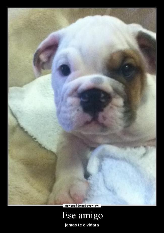 Ese amigo - jamas te olvidara
