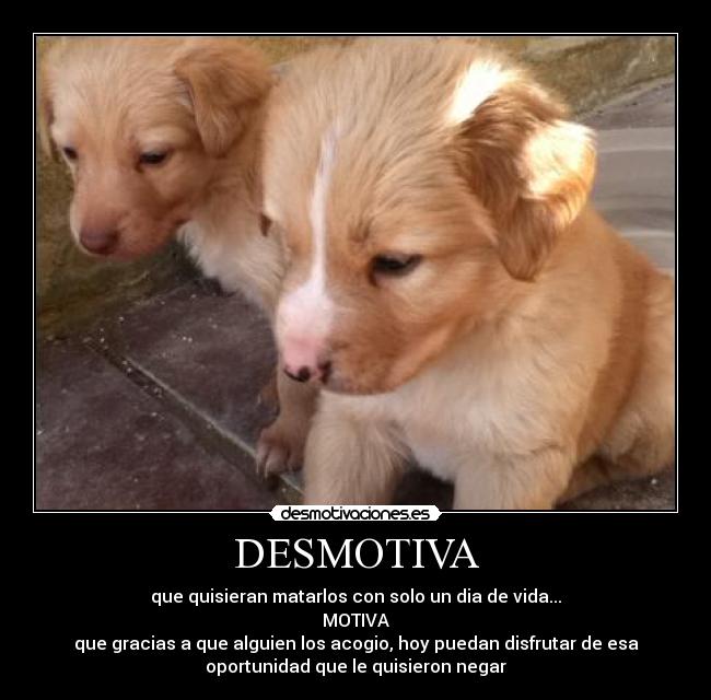DESMOTIVA - 