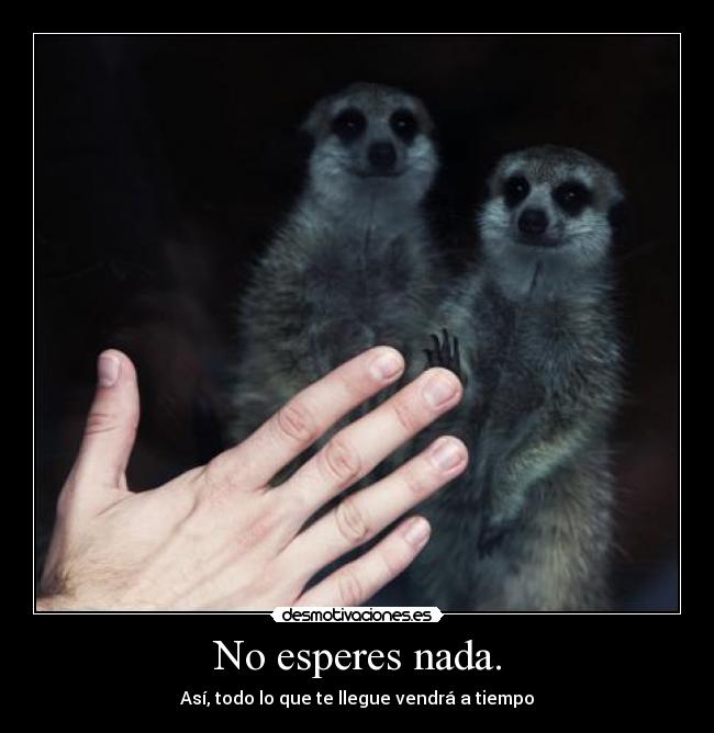 carteles se explico suricato derecha tierno owo desmotivaciones