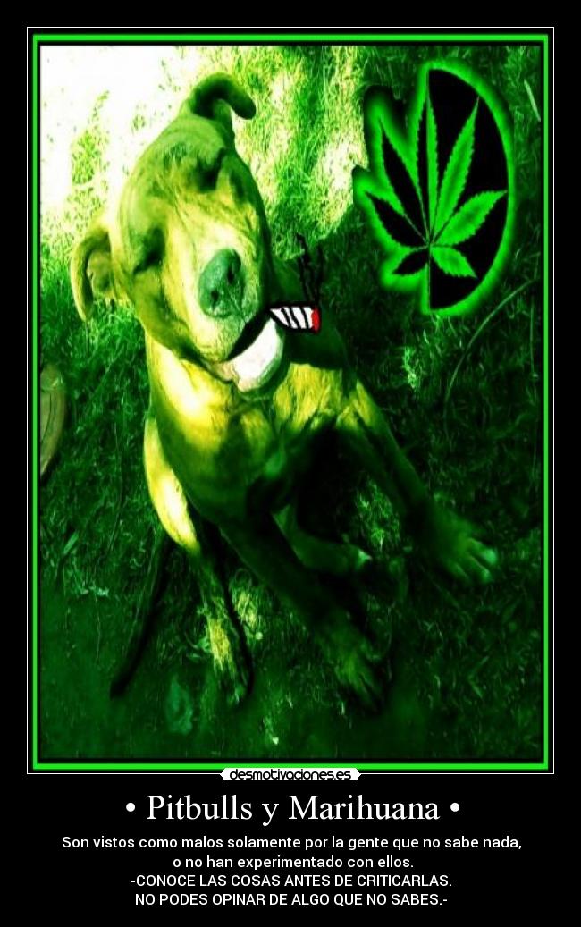 • Pitbulls y Marihuana • - Son vistos como malos solamente por la gente que no sabe nada,
 o no han experimentado con ellos.
-CONOCE LAS COSAS ANTES DE CRITICARLAS.
NO PODES OPINAR DE ALGO QUE NO SABES.-