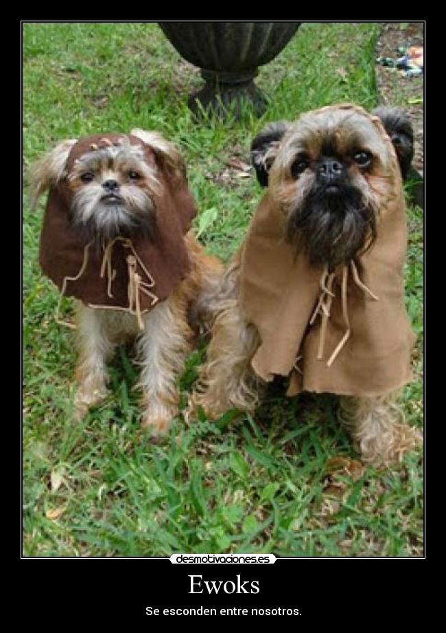 Ewoks - 